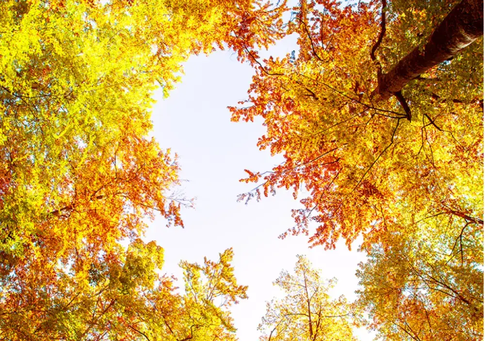 Trees in Ohio in need of fall tree care.